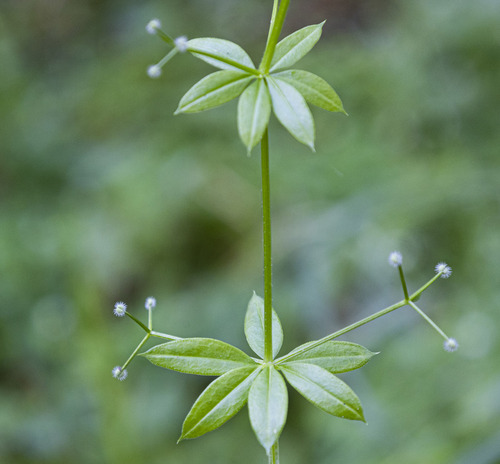 Galium triflorum