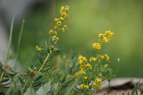 Galium verum (Lady’s Bedstraw) — photo