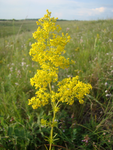Galium verum (Lady’s Bedstraw) — photo