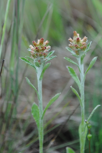 Gamochaeta purpurea (Purple cudweed) — photo