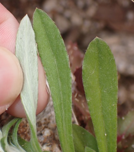 Gamochaeta purpurea (Purple cudweed) — photo