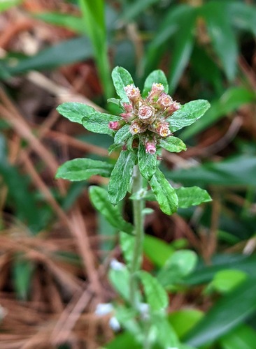 Gamochaeta purpurea