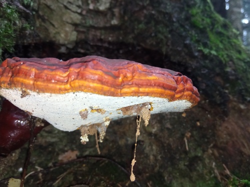 Ganoderma lucidum (Reishi mushroom) — photo