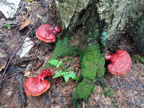 Ganoderma lucidum (Reishi mushroom) — photo