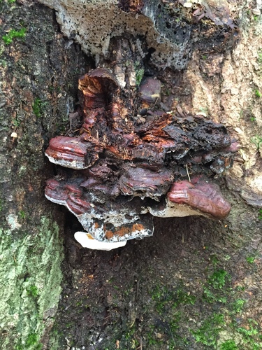 Ganoderma subresinosum — photo
