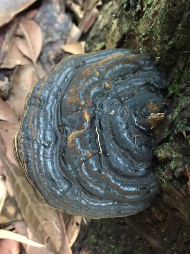Ganoderma subresinosum — photo