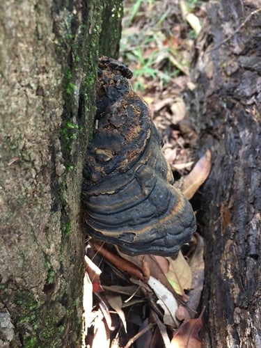 Ganoderma subresinosum