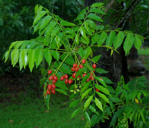 Ganophyllum falcatum (Termite tree) — photo