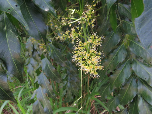 Ganophyllum falcatum (Termite tree) — photo