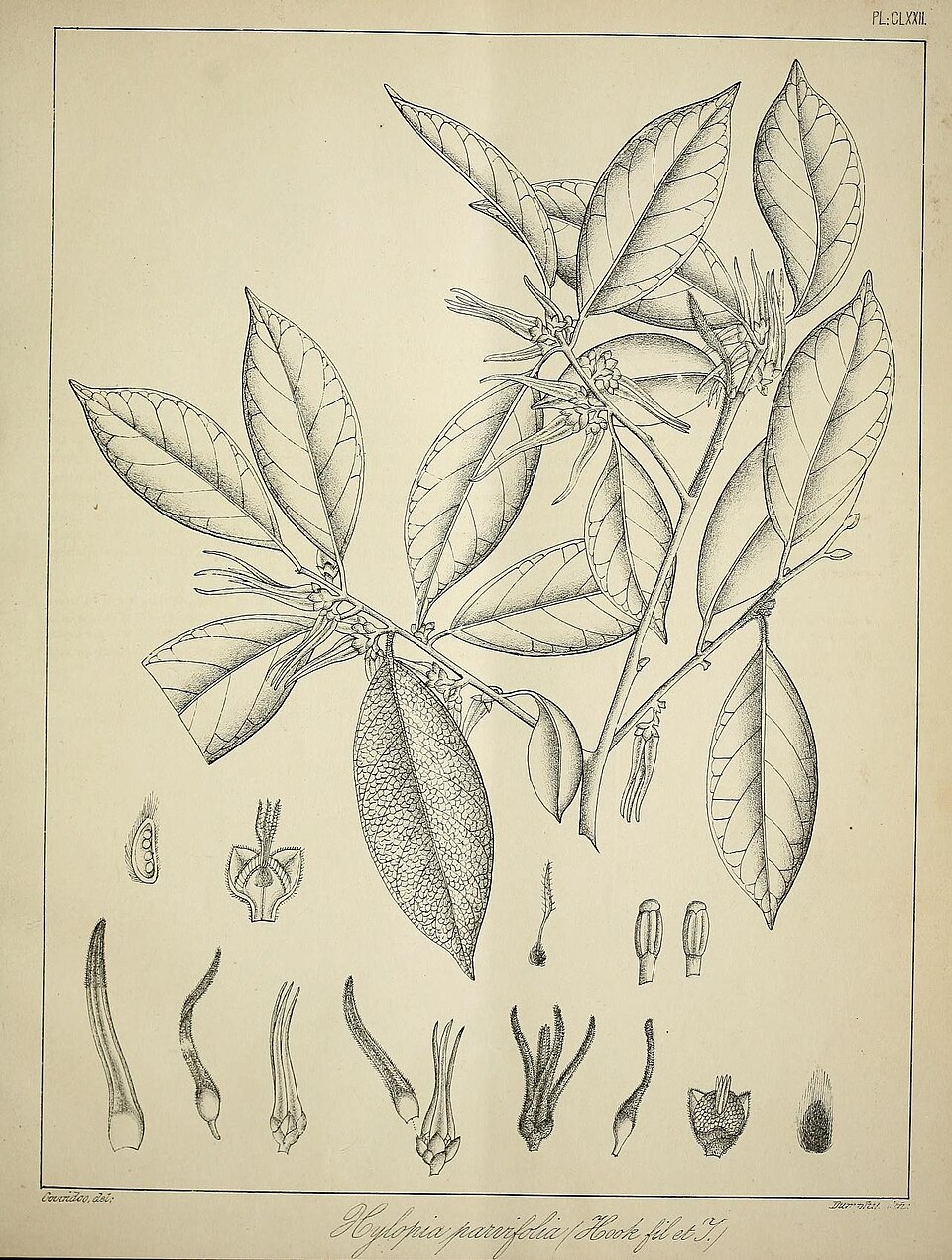 Garcinia afzelii (Bitter-kola) — photo