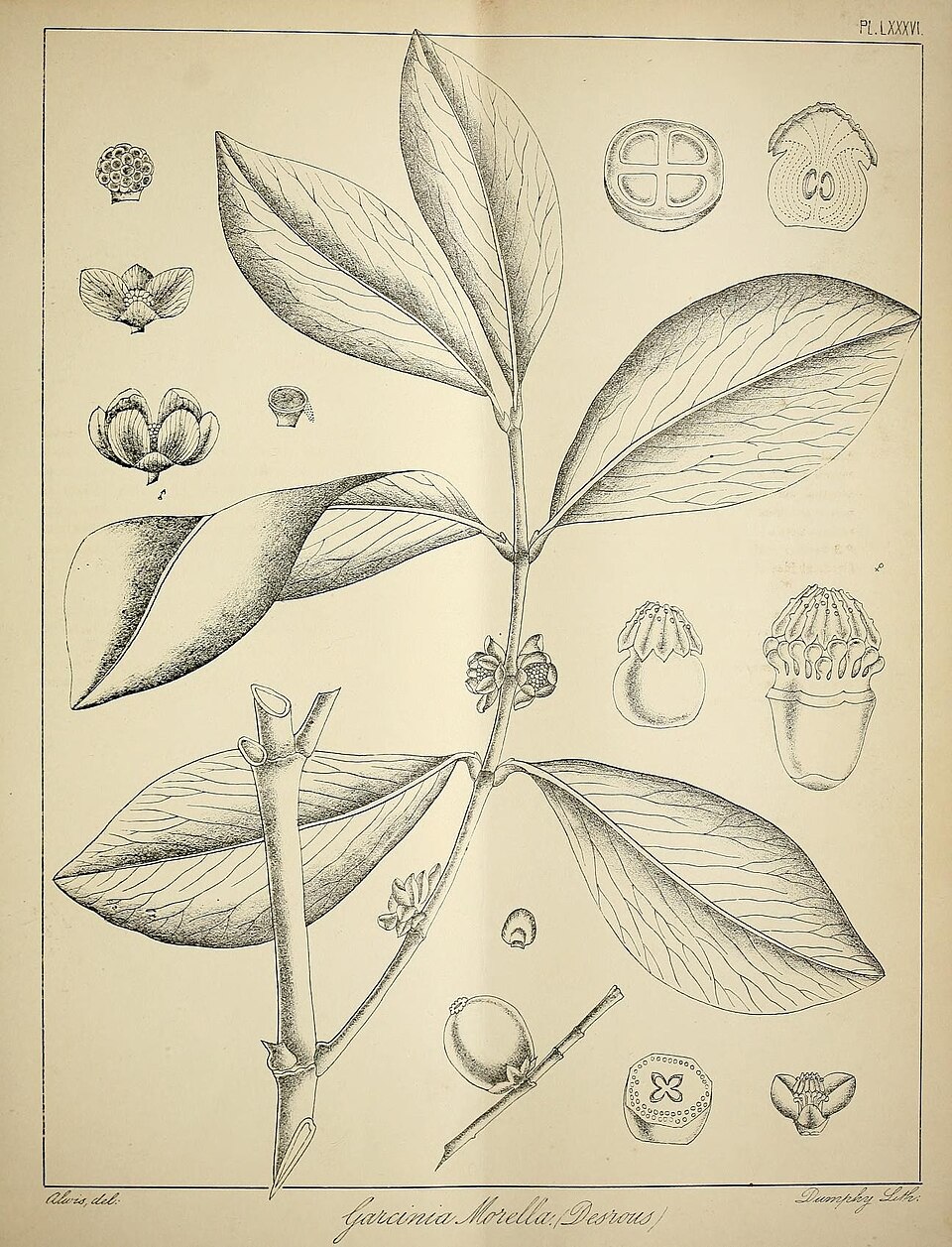 Garcinia afzelii