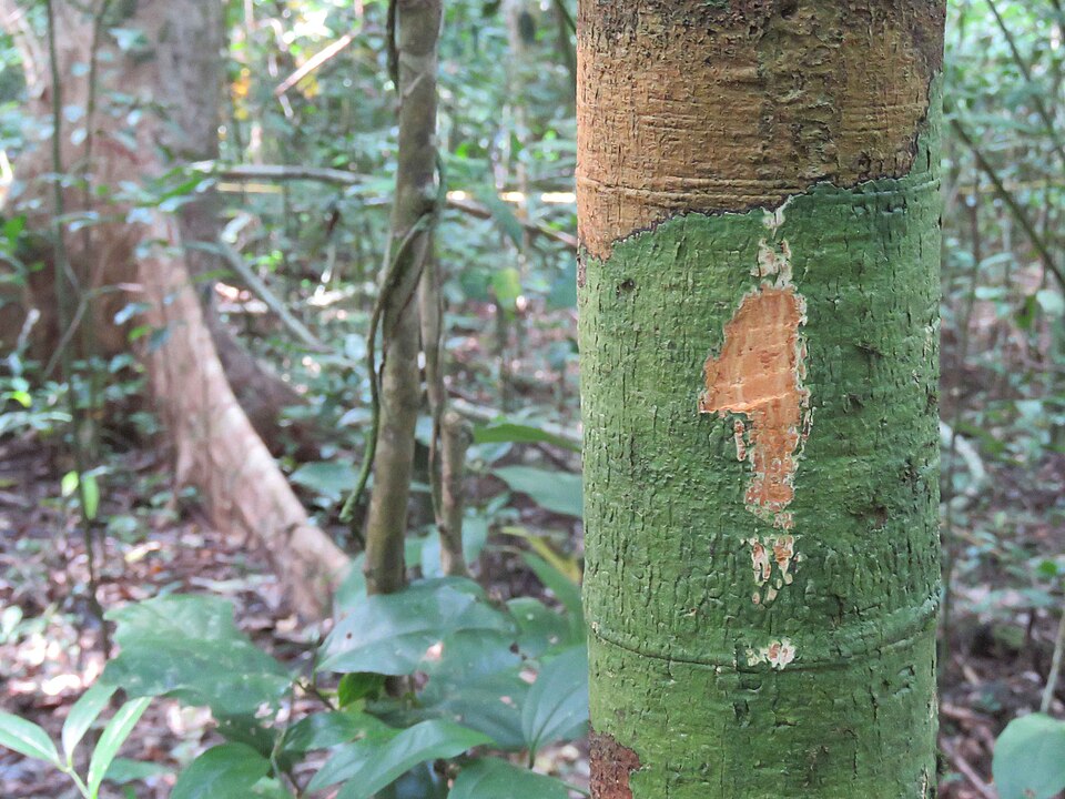 Garcinia andamanica (Bijjo) — photo