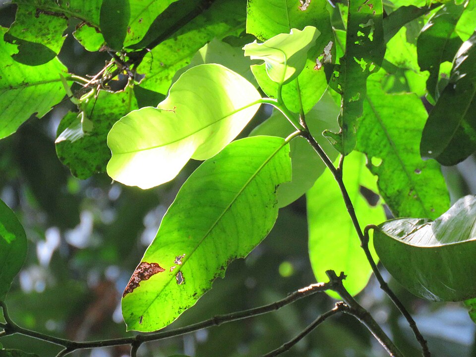 Garcinia andamanica