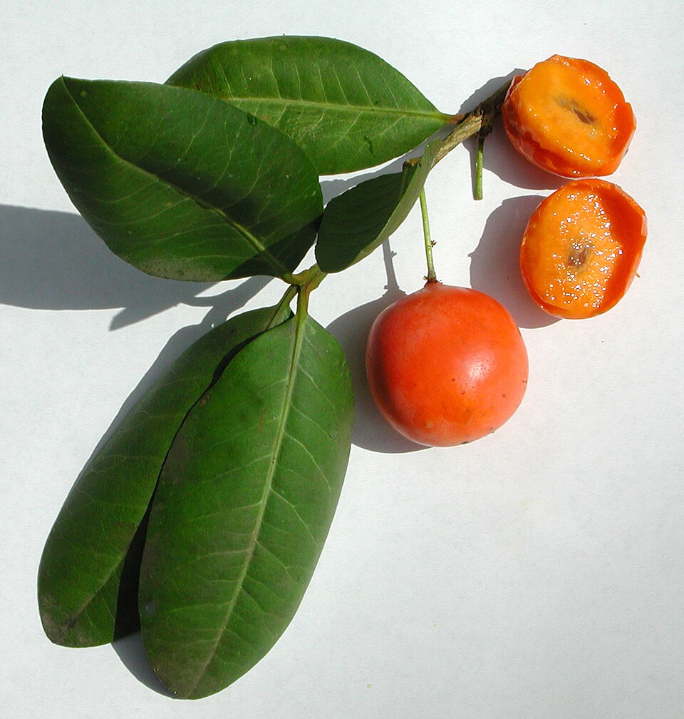 Garcinia aristata (Cuban mangosteen) — photo