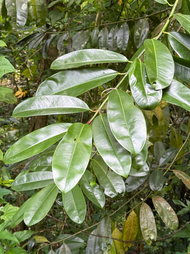 Garcinia atroviridis — photo