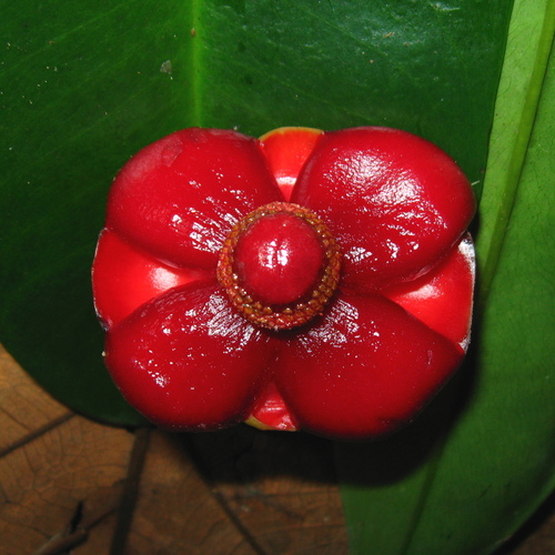 Garcinia atroviridis