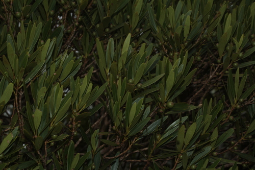 Garcinia balansae — photo