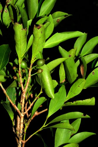 Garcinia balansae