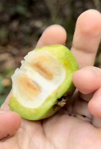 Garcinia bancana