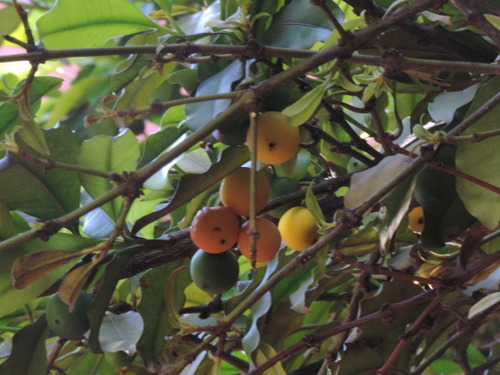 Garcinia brasiliensis (Bakupari) — photo