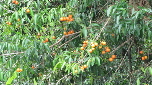 Garcinia brasiliensis (Bakupari) — photo