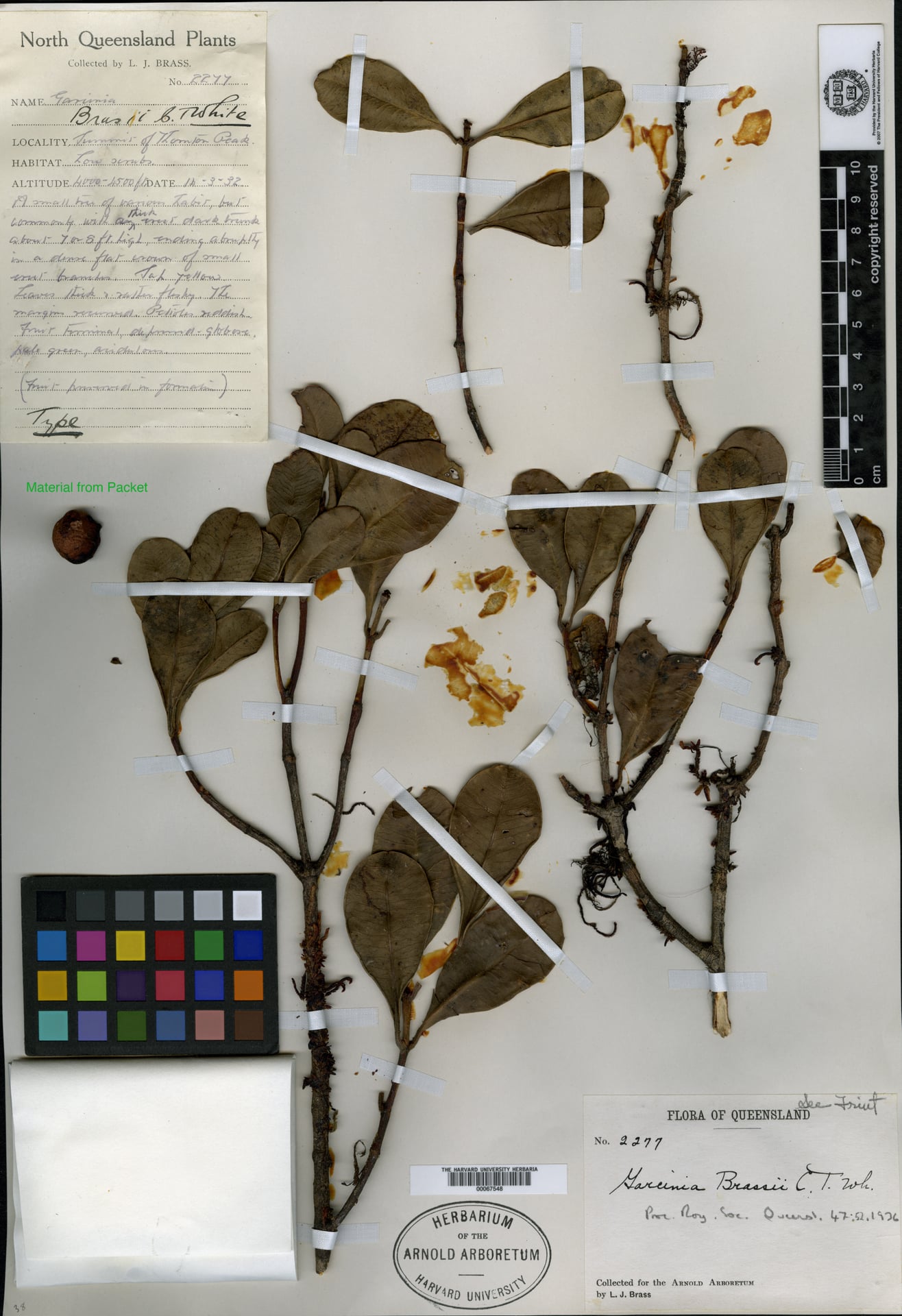 Garcinia brassii