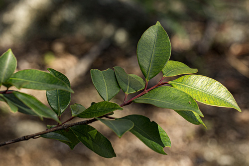 Garcinia buchananii (Granite garcinia) — photo