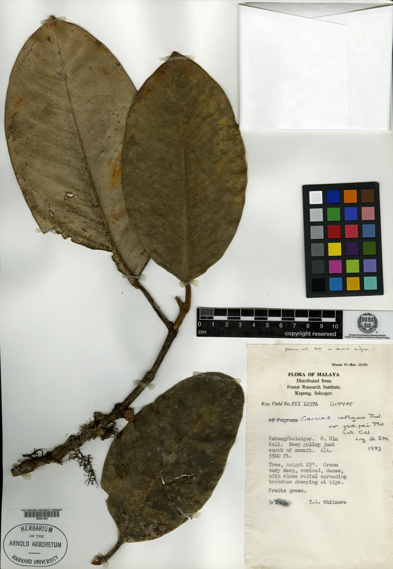 Garcinia cantleyana