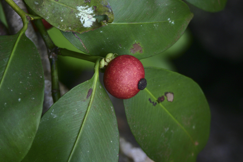 Garcinia celebica