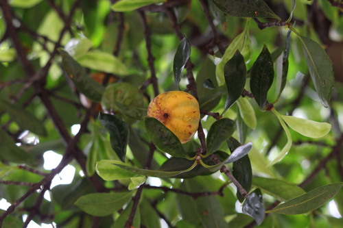 Garcinia cowa (Cowa) — photo