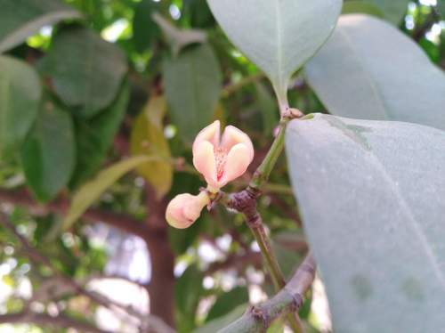 Garcinia cowa (Cowa) — photo