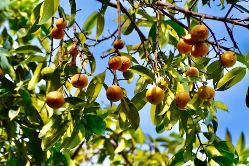 Garcinia cowa
