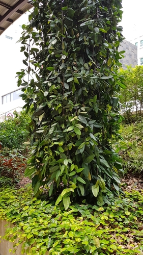 Garcinia cymosa