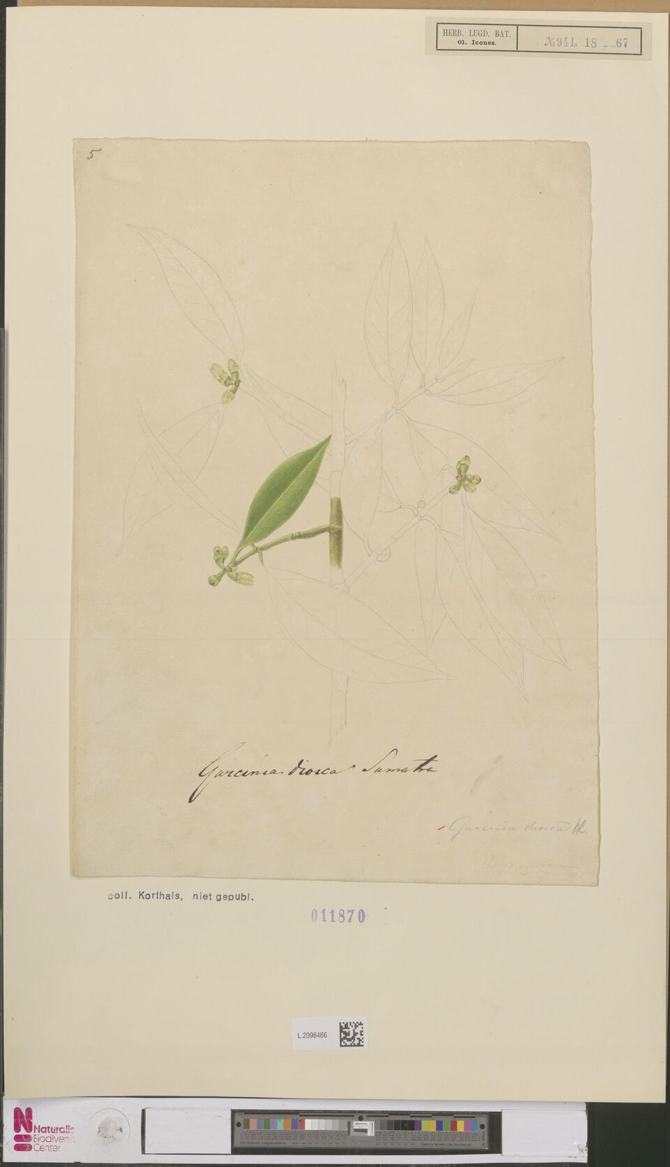 Garcinia dioica
