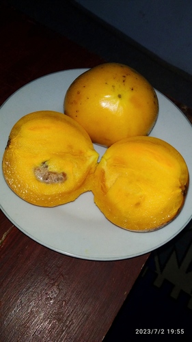 Garcinia dulcis (Egg tree) — photo