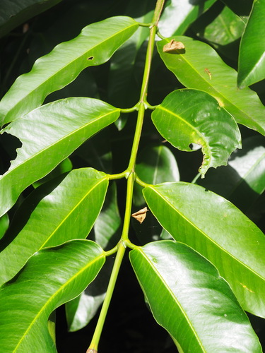 Garcinia dulcis