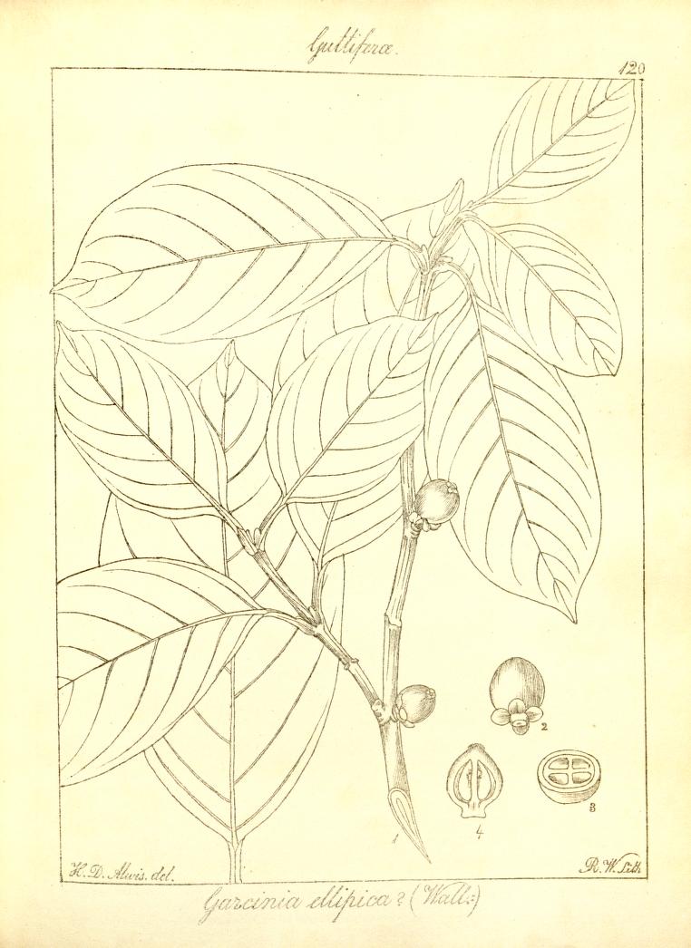 Garcinia elliptica
