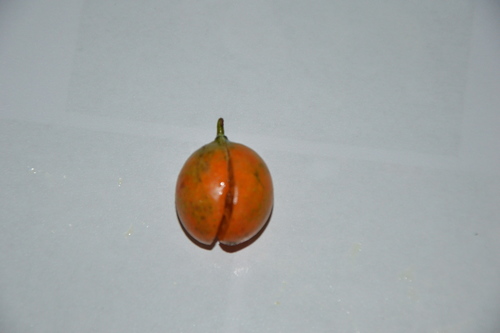 Garcinia epunctata — photo