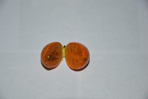 Garcinia epunctata