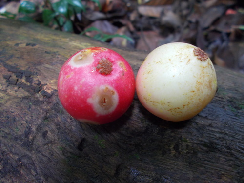 Garcinia forbesii