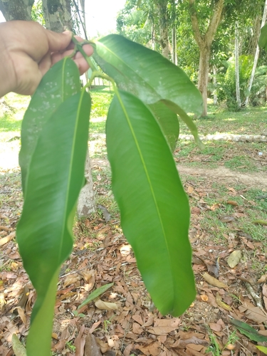 Garcinia gardneriana (Gardner garcinia) — photo