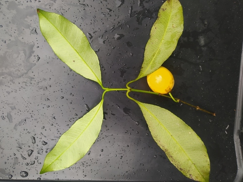 Garcinia gardneriana