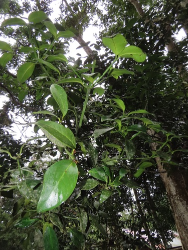 Garcinia gerrardii (Forest mangosteen) — photo
