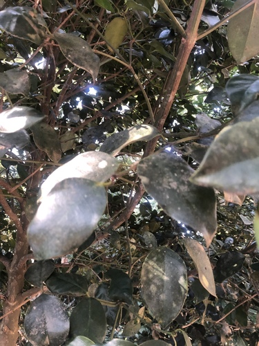 Garcinia gerrardii