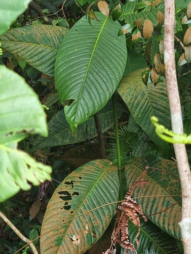 Garcinia griffithii (Kandis gajah) — photo
