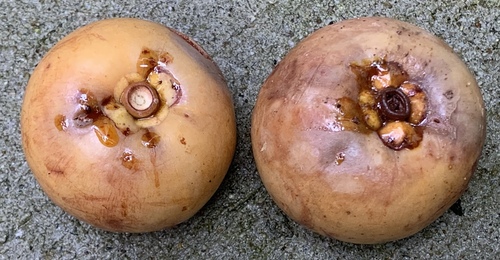 Garcinia griffithii (Kandis gajah) — photo