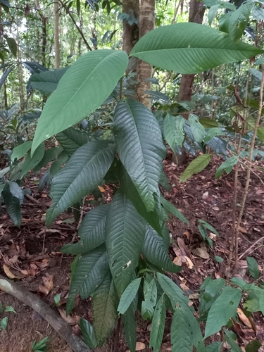 Garcinia griffithii