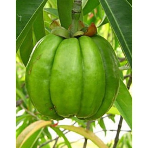 Garcinia gummi-gutta (Malabar tamarind) — photo