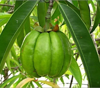 Garcinia gummi-gutta