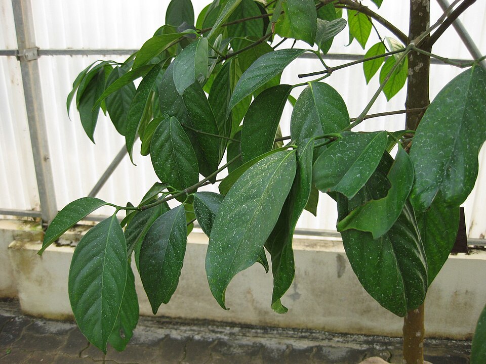 Garcinia hanburyi (Hanbury's garcinia) — photo